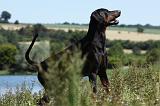 DOBERMANN 1113